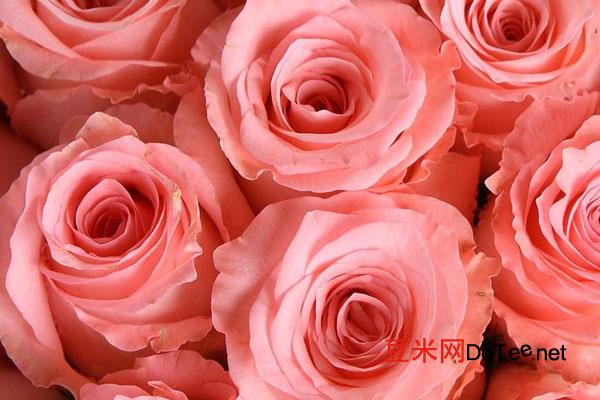 19朵粉色玫瑰花语