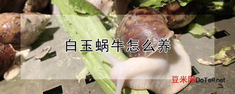 白玉蜗牛怎么养？白玉蜗牛怎么养殖视频
