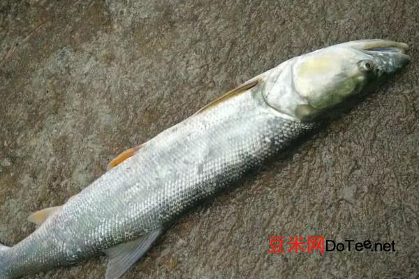 鳡鱼多少钱一斤 鳡鱼价格45-50元/斤