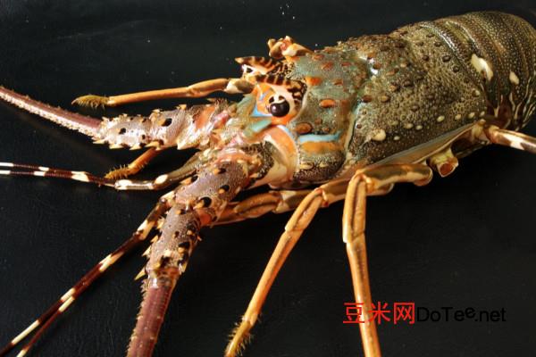 澳洲龙虾多少钱一斤 澳洲龙虾200-400元/斤