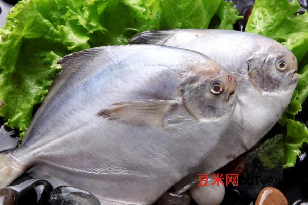 鲳鱼多少钱一斤 鲳鱼价格9元/斤