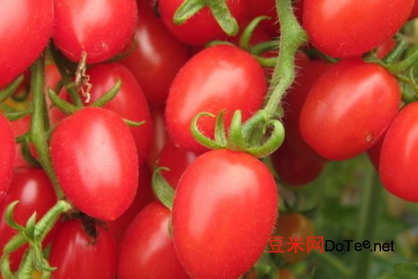 小番茄多少钱一斤 小番茄价格2-3元/斤