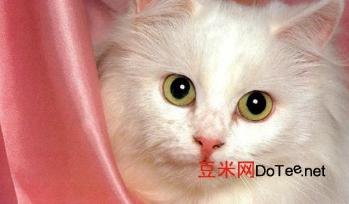 从眼睛和身形毛色上判断波斯猫的品种？从眼睛和身形毛色上判断波斯猫的品种