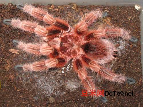 智利火玫瑰蜘蛛的生活习性及特点？智利红玫瑰蜘蛛生长环境