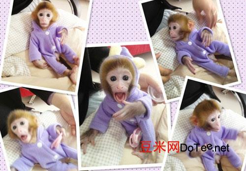 饲养日本袖珍石猴必知的注意事项？饲养日本袖珍石猴必知的注意事项有哪些