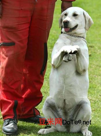 训练狗狗“站立”的四大步骤？怎样训练狗站立