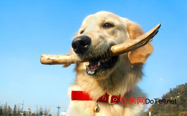 训练狗狗“衔取物品”的六大步骤？如何训练狗狗衔取物品