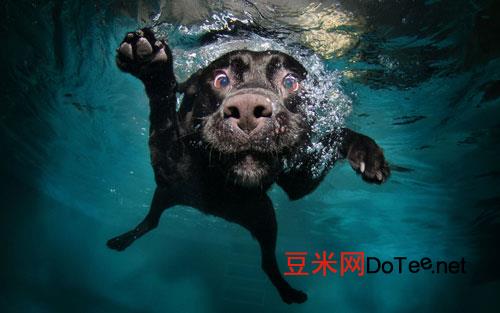 训练狗狗“游泳”的方法？如何训练狗狗游泳