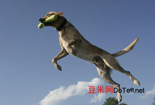训练狗狗“空中接食”的四大步骤？如何训练狗狗空中接食