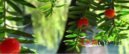 红豆杉的功效与作用？红豆杉的功效与作用及食用方法