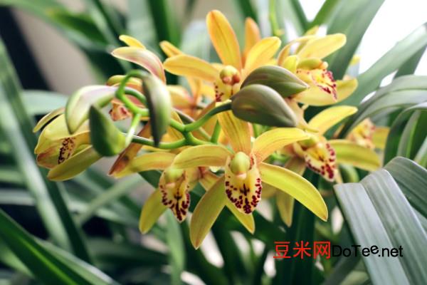 中国十大名花 中国十大名花是什么