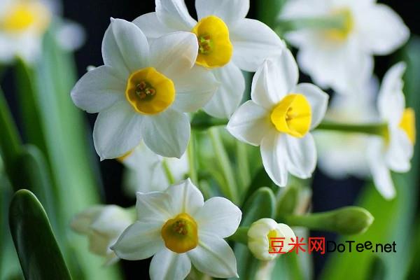 中国十大名花 中国十大名花是什么
