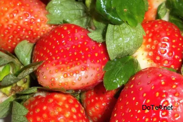 阳台种植草莓的时间和方法步骤，阳台草莓怎么种植