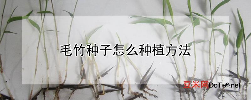 毛竹种子怎么种植方法