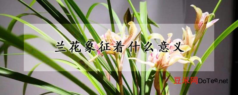 兰花象征着什么意义？兰花象征着什么意义和人生追求
