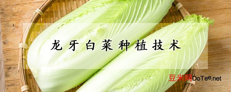 龙牙白菜种植技术