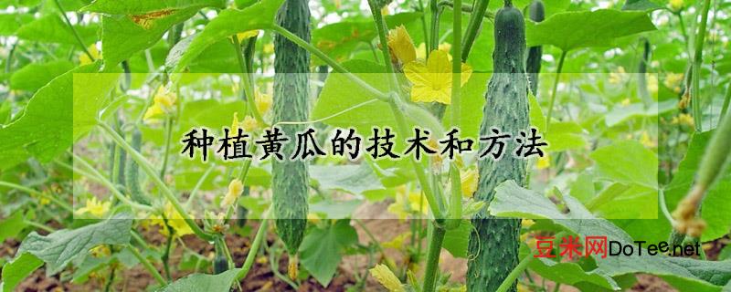 种植黄瓜的技术和方法