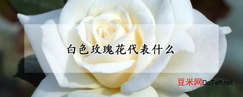 白色玫瑰花代表什么？白色玫瑰花代表什么意思