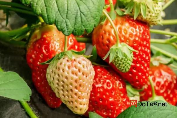 草莓产地主要在哪个省，草莓的主要产地是哪里
