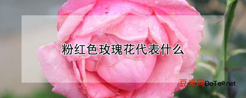 粉红色玫瑰花代表什么