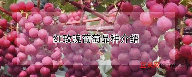 红玫瑰葡萄品种介绍？中国红玫瑰葡萄品种介绍