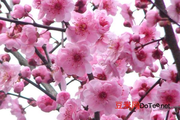 南京市花是什么