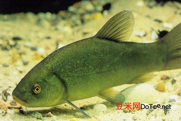 黄金桂鱼是什么鱼