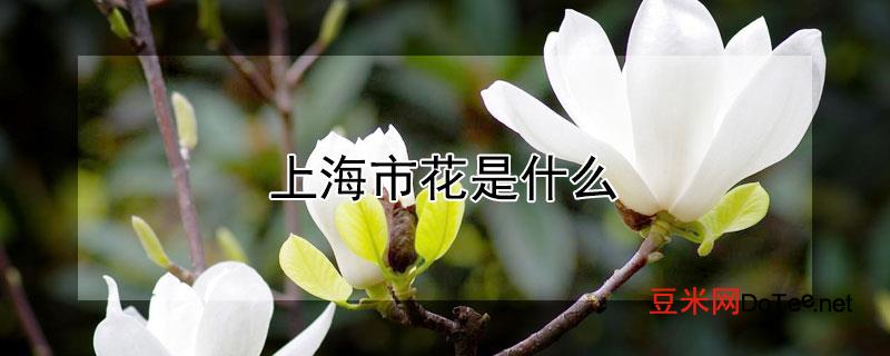 上海市花是什么