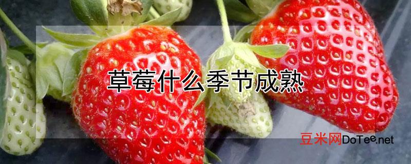 草莓什么季节成熟？草莓什么季节成熟可以摘