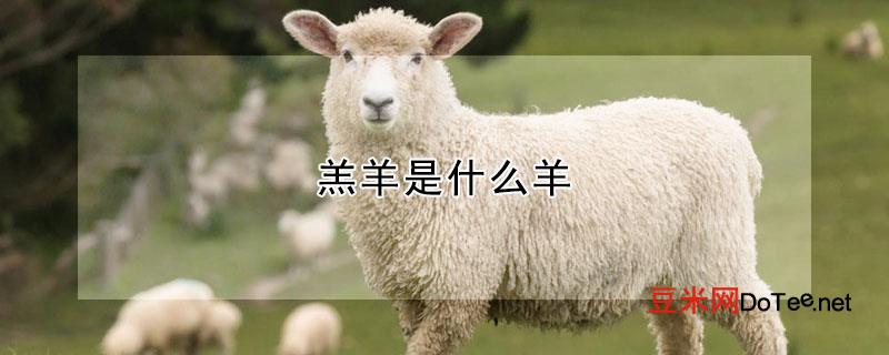 羔羊是什么羊？内蒙古羔羊是什么羊