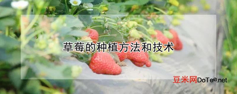 草莓的种植方法和技术？草莓的种植方法和技术视频