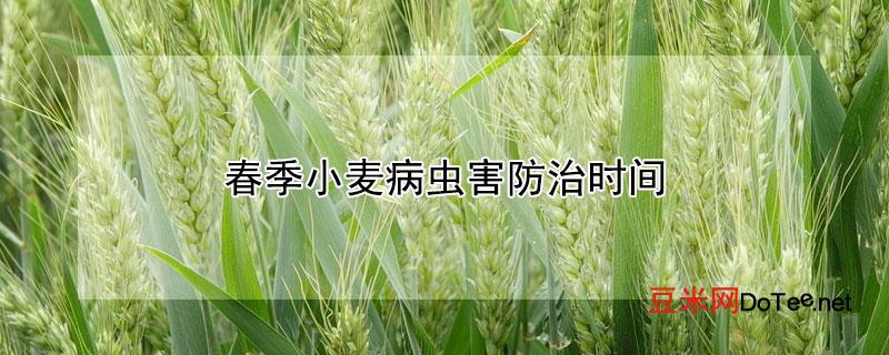 春季小麦病虫害防治时间？春季小麦病虫害防治时间表