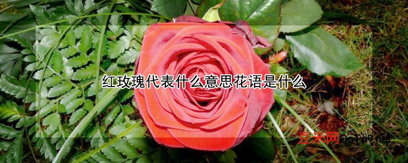 红玫瑰代表什么意思花语是什么？红玫瑰代表什么意思花语是什么花