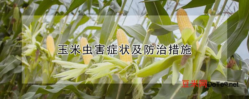 玉米虫害症状及防治措施