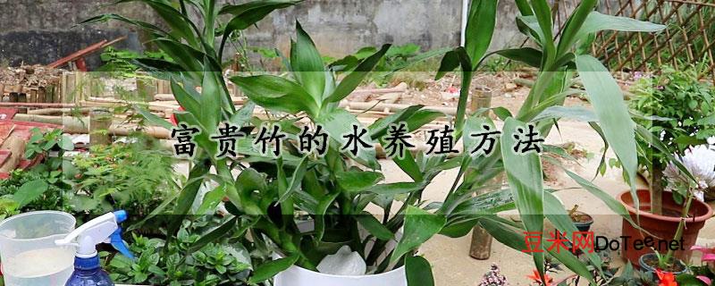 富贵竹的水养殖方法