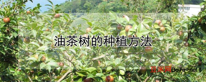 油茶树的种植方法？油茶树的种植方法和管理