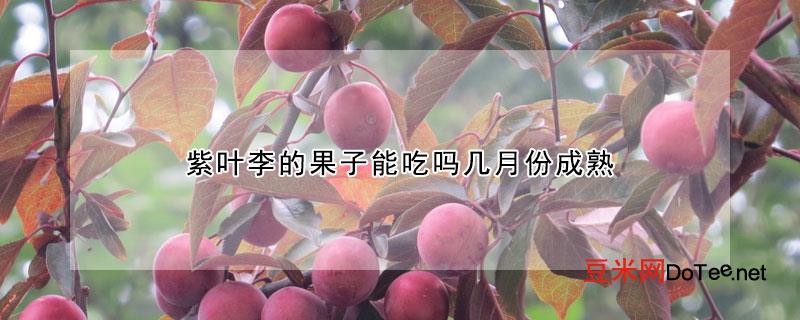 紫叶李的果子能吃吗几月份成熟