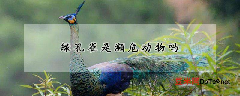 绿孔雀是濒危动物吗