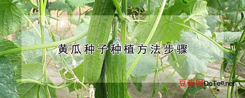 黄瓜种子种植方法步骤
