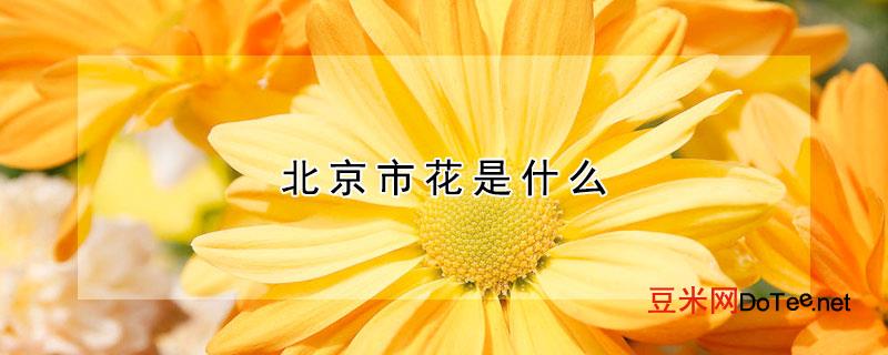 北京市花是什么
