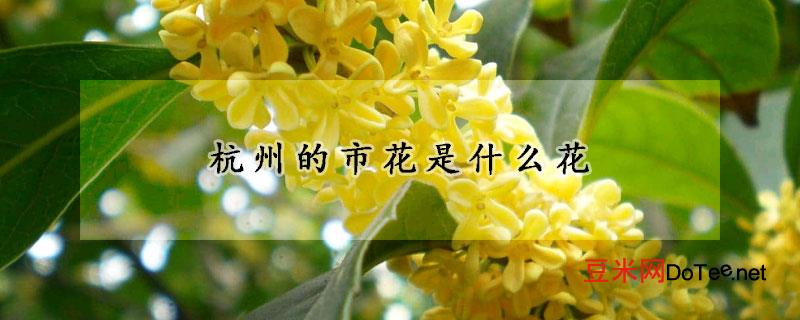杭州的市花是什么花？杭州的市花是什么花啊
