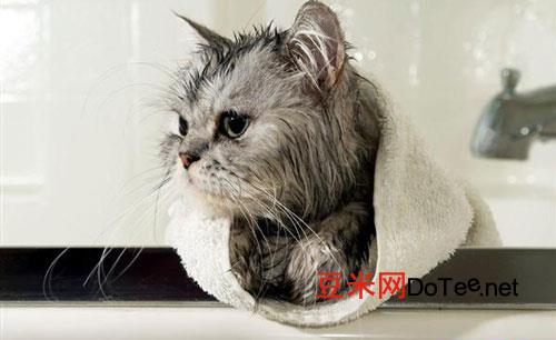 轻松快速的帮猫咪洗澡？轻松快速的帮猫咪洗澡视频