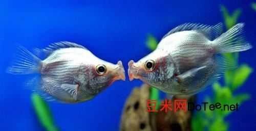 接吻鱼为什么接吻及为什么不接吻的奥秘？接吻鱼为什么不会接吻
