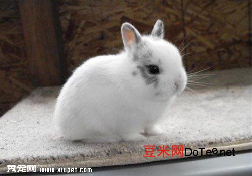 荷兰侏儒兔的价格是多少？荷兰侏儒兔的价格是多少钱一只