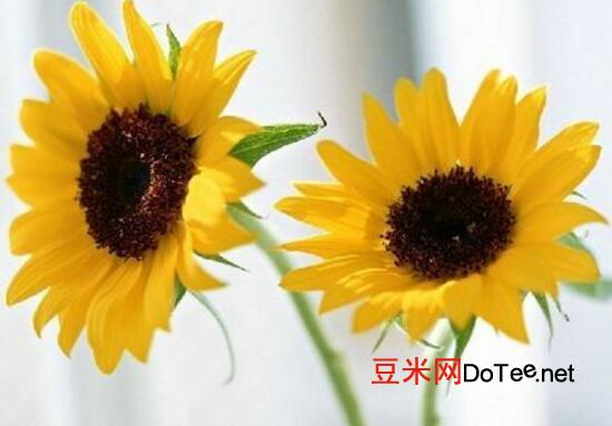 向日葵花语是什么，向日葵的寓意象征着光明与热情