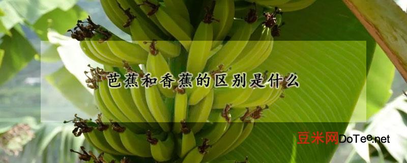 芭蕉和香蕉的区别是什么？芭蕉和香蕉的区别是什么呢