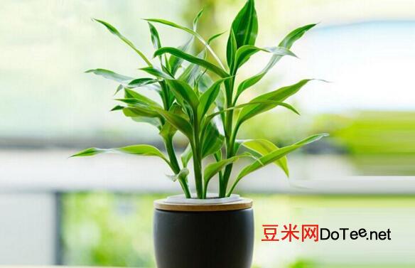 富贵竹怎么养才能更旺盛，5个方法可以让富贵竹更旺盛
