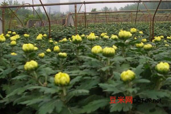 菊花的栽培方法，春季栽培成活率最高