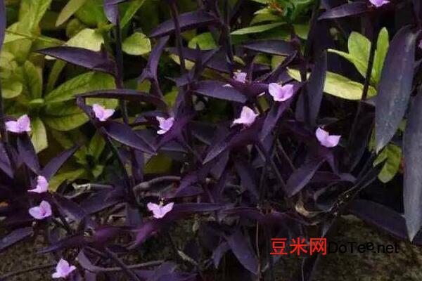 紫罗兰吊兰图片，紫竹梅图片欣赏