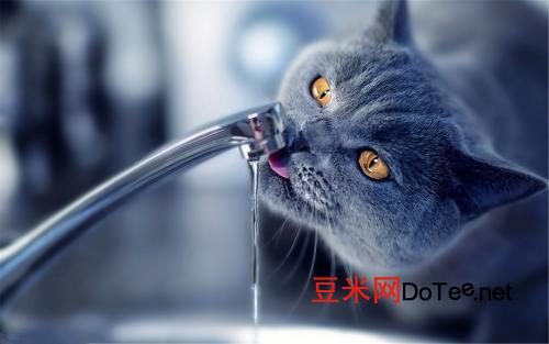 硼酸粉可用来去猫泪痕吗？硼酸粉怎么给猫去泪痕